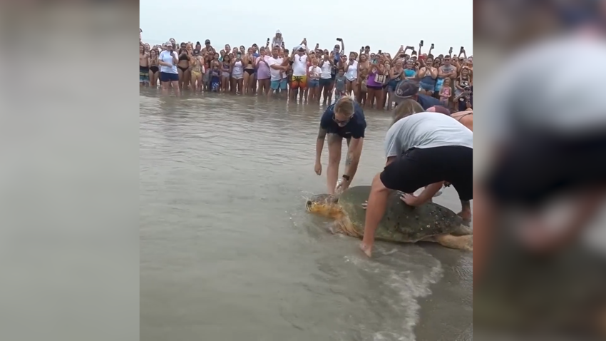 WATCH: 375-pound sea turtle released back into ocean following injury
