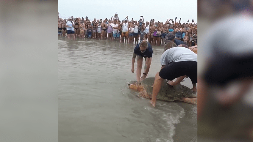 WATCH: 375-pound sea turtle released back into ocean following injury