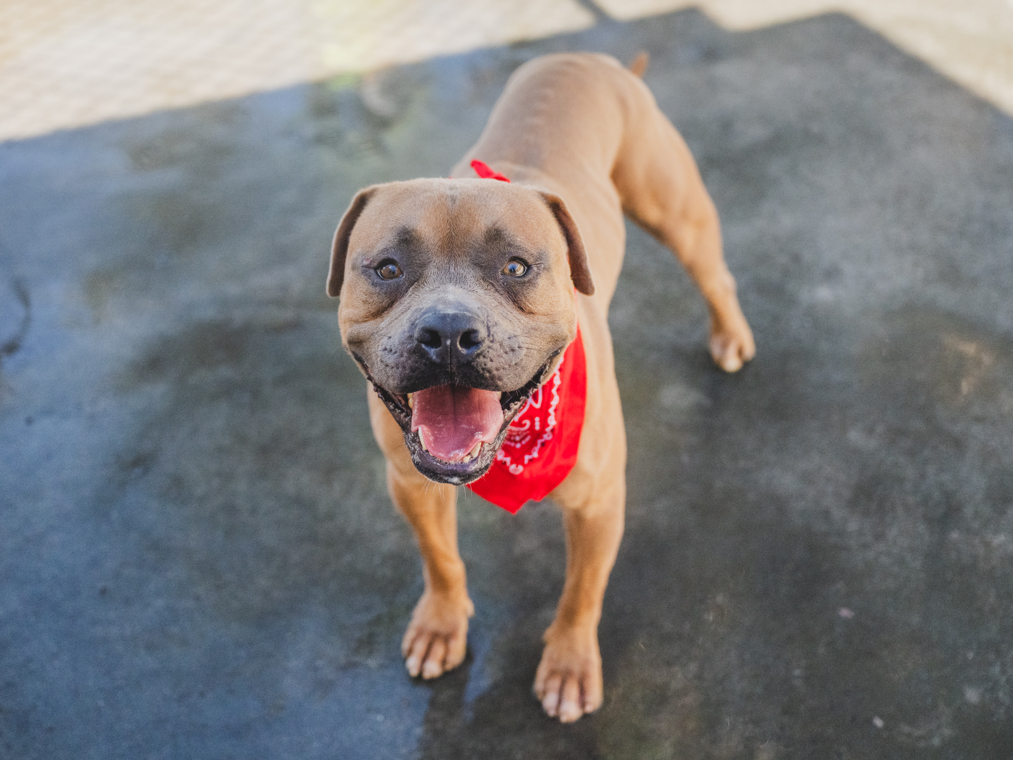 If Troy shines at the shelter, we can't wait to see him glow once he's home with you. His reference number is A2486029. Courtesy: Miami-Dade County Animal Services