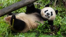 Xin Bao, a nearly four-year-old female, is described as a "gentle and witty introvert with a sweet round face and big ears," a zoo statement reads. Her name means a "new treasure of prosperity and abundance."