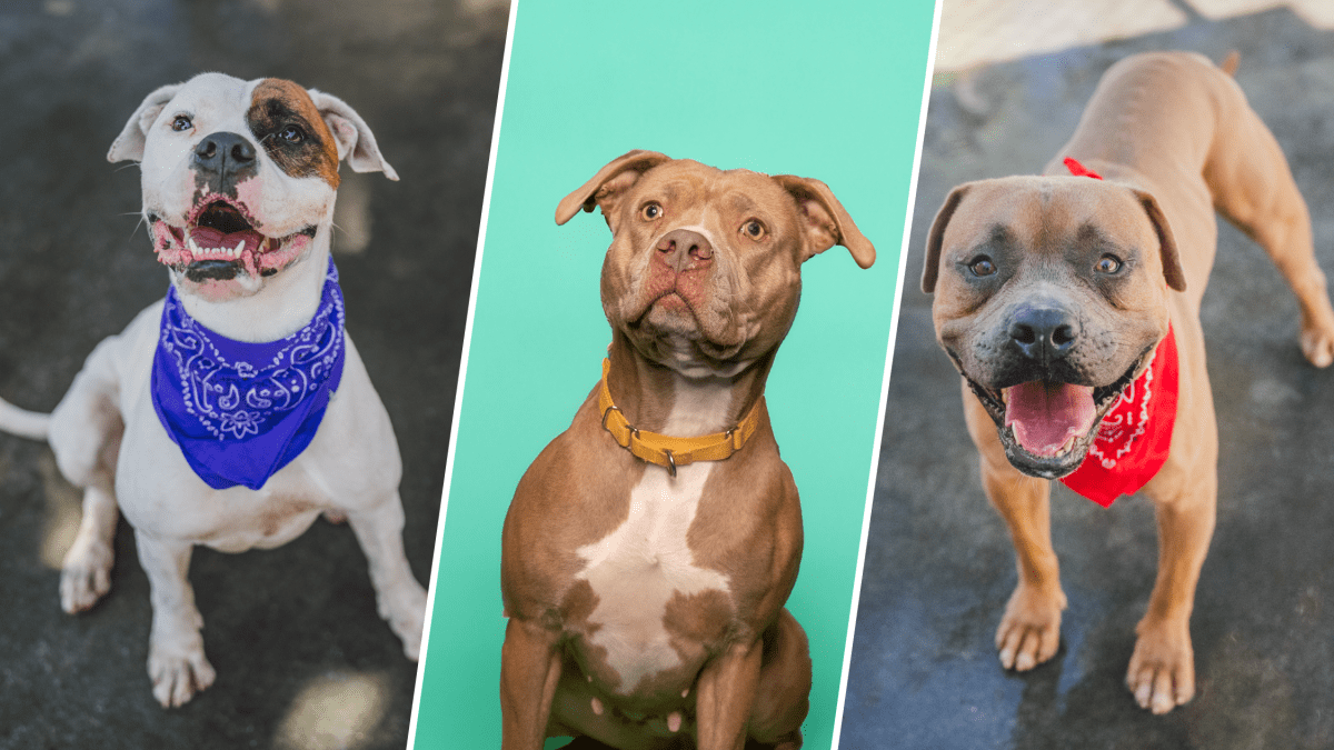 Photos of dogs available at the Miami-Dade animal shelter – NBC 6 South Florida
