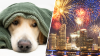 6 tips to keep your dog calm during 4th of July fireworks