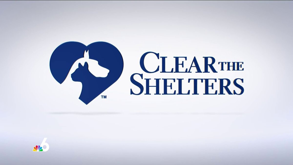 Unleash Stardom Train your dog for TV, film and fame NBC 6 South Florida