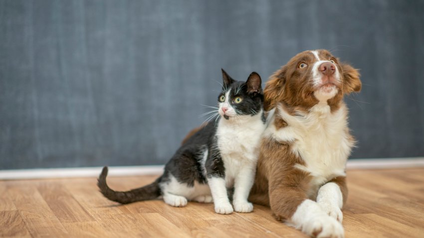 A cat and a dog duo