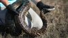 Winner removed 20 Burmese pythons from Florida Everglades during challenge