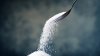 Common low-calorie sweetener may be riskier for the heart than sugar, study suggests