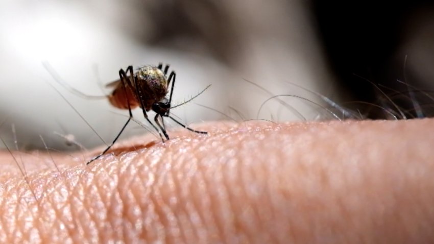 Close up of mosquito on human arm