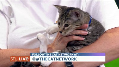 Clear the Shelters: These cats need you