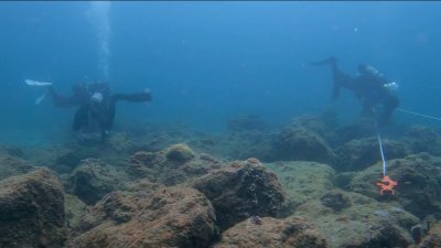 Endangered sea corals moved from South Florida to the Texas Gulf Coast