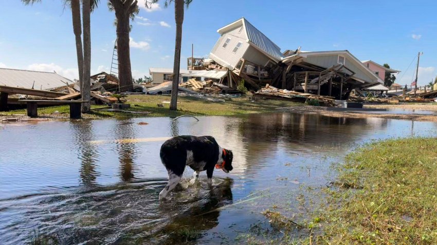 A dog wades through floodwaters