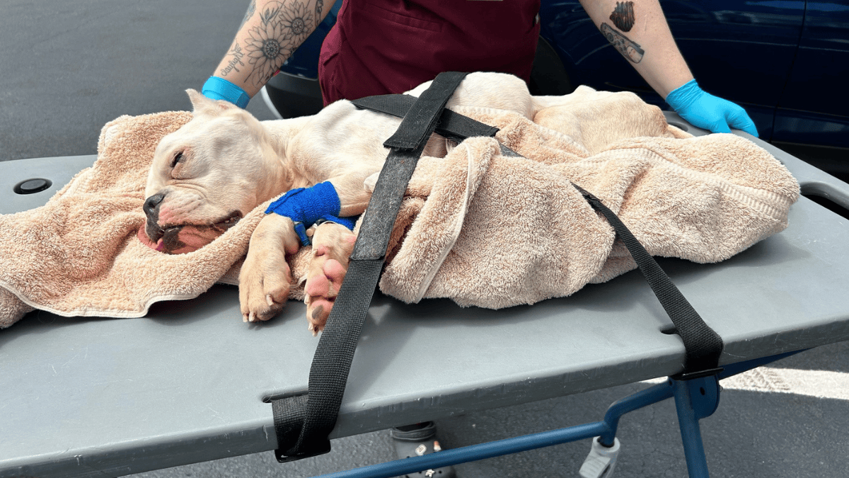 Dog left in trash bag in Broward – NBC 6 South Florida