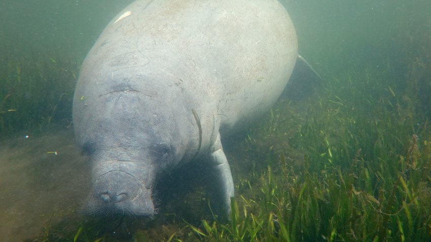 HOMOSASSA, FLORIDA – OCTOBER 05:  A manatee swims among seagrass in the Homosassa River on October 05, 2021 in Homosassa, Florida. Conservationists, including those from the Homosassa River Restoration Project, plant seagrass in the area to help restore the natural habitat for manatees and provide a feeding ground for the mammals, following a record year in manatee deaths in Florida. The deaths were primarily from starvation due to the loss of seagrass beds.  (Photo by Joe Raedle/Getty Images)