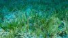 Invasive seagrass spotted for 1st time in US—and it's in South Florida: FIU