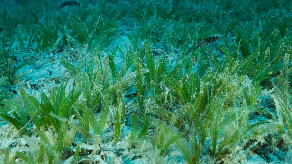 Invasive Seagrass Spotted For 1st Time In US Is In South Florida NBC invasive-seagrass-spotted-for-1st-time-in-us-is-in-south-florida-nbc