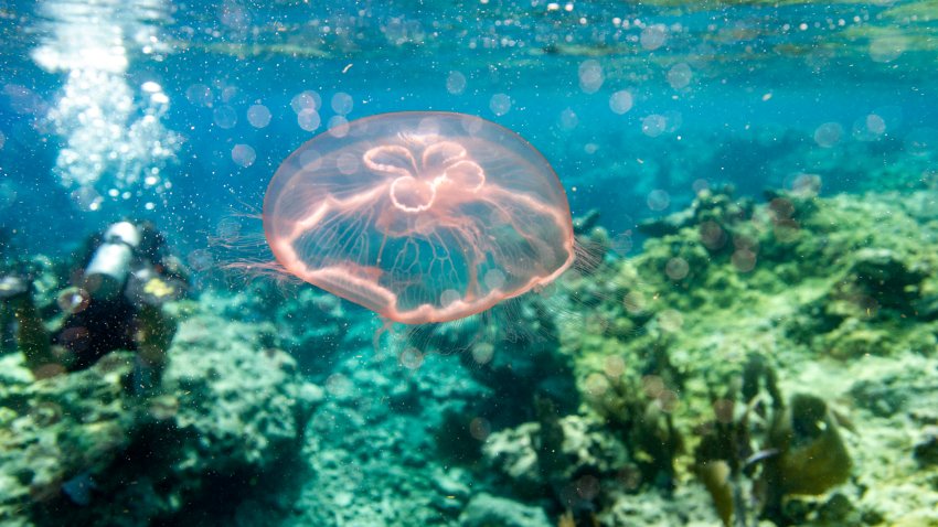 A Moon jellyfish (Aurelia aurita) swims around a coral reef in Key West, Florida on July 13, 2023. The coral reef, the largest in the continental US, is considered a barrier reef and is around 350 miles (563.27 km) wide from the Dry Tortugas National Park to the St. Lucie Inlet in Martin County, Florida. (Photo by Joseph Prezioso / AFP) (Photo by JOSEPH PREZIOSO/AFP via Getty Images)