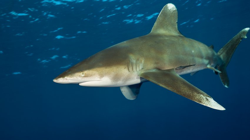 (GERMANY OUT) Oceanic Whitetip Shark, Carcharhinus longimanus, Brother Islands, Red Sea, Egypt  (Photo by Reinhard Dirscherl/ullstein bild via Getty Images)