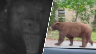 ‘He hasn't caused any problems.' Large bear moves into crawlspace under California home