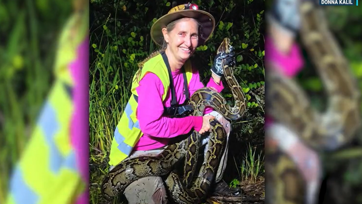 Florida Python Challenge runner-up wants to remove 1,000 snakes – NBC 6 ...