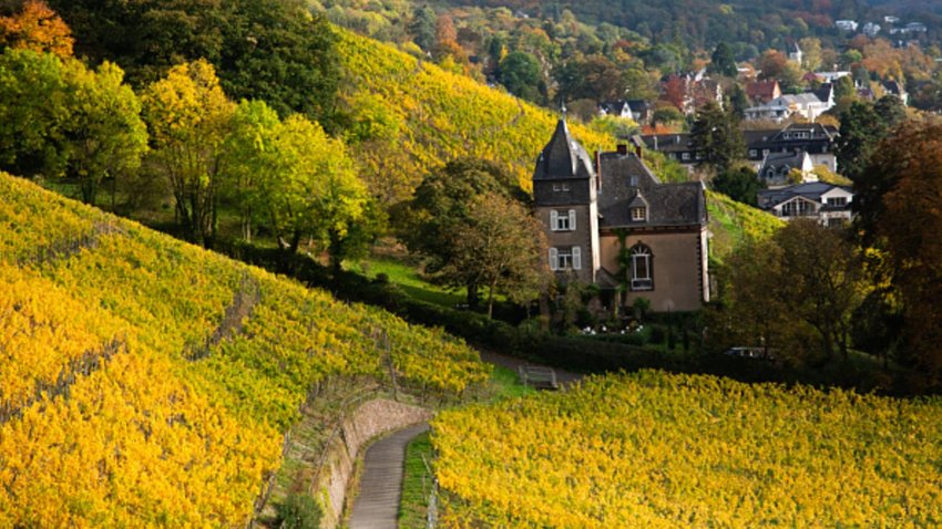 A general view shows the leaves turning yellow in a vineyard at the end of the harvest season in the Siebengebirge mountain area along the Rhine River in Bonn, Germany, on October 25, 2024. 