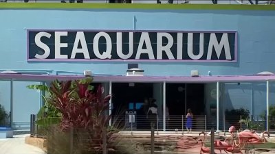 Judge denies Miami-Dade's move to evict Miami Seaquarium