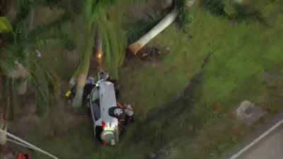 1 rushed to hospital after rollover crash downs palm tree in Miami Gardens