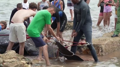 Beached whale dies after washing up on Cuba's coast