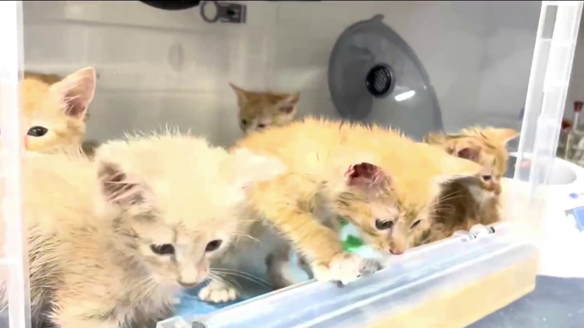 South Florida Shelters Help Rescue Animals Impacted by Helene