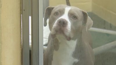 Humane Society of Broward helps get animals out of Manatee County ahead of Milton