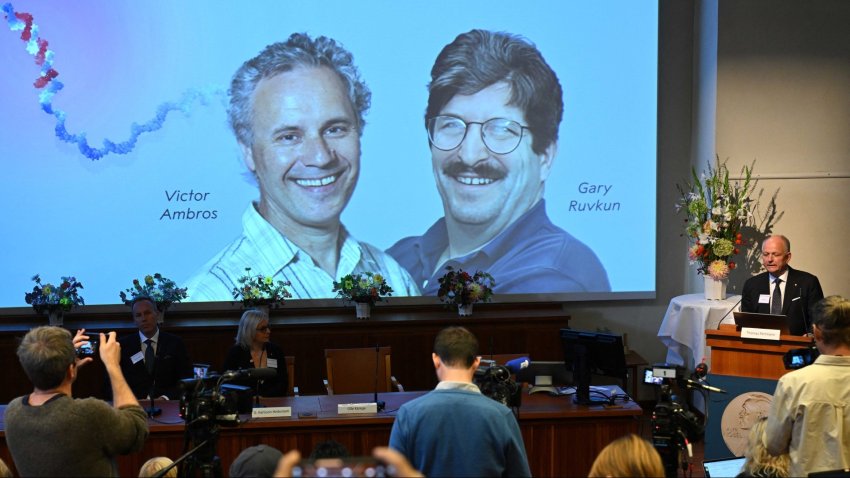 Olle Kaempe, member of the Nobel Assembly, speaks to the media in front of a screen displaying a picture of this year's laureates Victor Ambros and Gary Ruvkum during the announcement of the winners of the 2024 Nobel Prize in Physiology or Medicine at the Karolinska Institute in Stockholm on October 7, 2024.