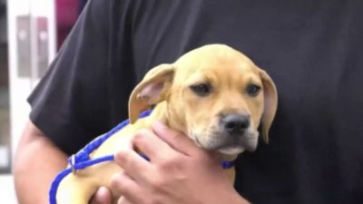 ‘It's going to change your life': 12-hour pet adoption festival underway at Tropical Park