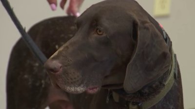 Broward County first responders launch therapy support dog program