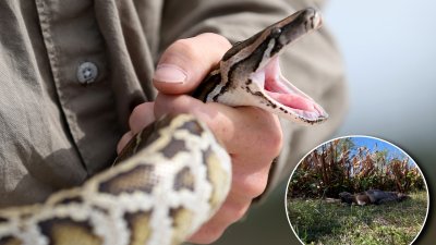 Burmese python seen swallowing 77-pound deer
