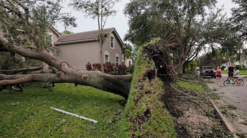 Beth Brunsman, in pink, surveys her front yard where a large live oak tree came down when a tornado tore through the Binks Estate neighborhood in Wellington on Thursday, Oct. 10, 2024. (Amy Beth Bennett/South Florida Sun Sentinel/Tribune News Service via Getty Images)