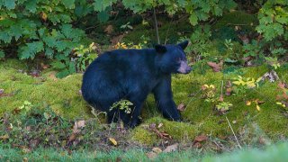 Black bear