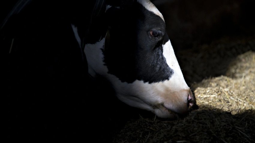 The H5N1 bird flu outbreak in dairy cows had infected 333 herds across 14 states as of Wednesday.