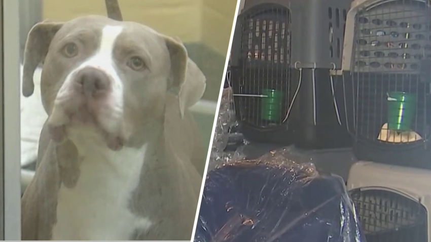 Volunteers with the Humane Society of Broward County are making sure pets are not left behind during storm preparations for Hurricane Milton. 