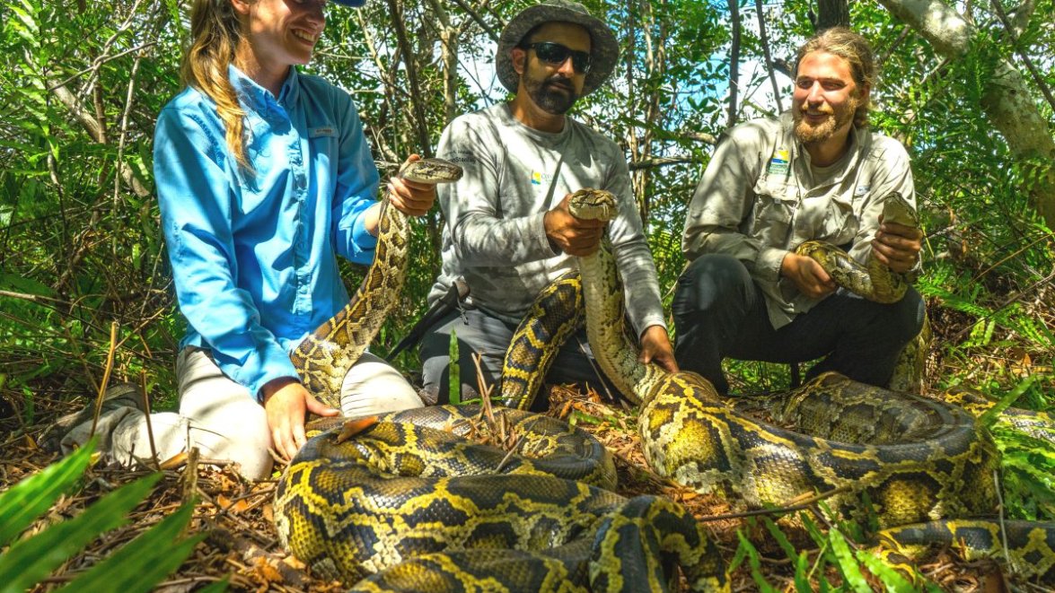 Watch: Burmese python swallows 77-pound deer – NBC 6 South Florida