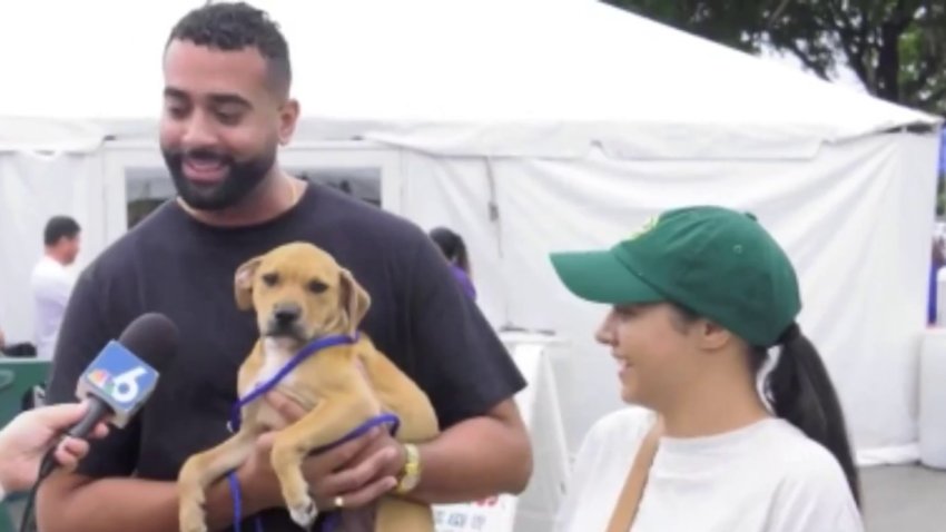 Miami-Dade County Animal Services has roughly 800 dogs and cats in its care, hoping to find them permanent homes with a 12-hour adoption festival.