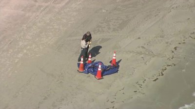 Police respond after human head washes ashore at Key Biscayne