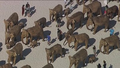 100 life-sized Indian elephant sculptures on display on Miami Beach