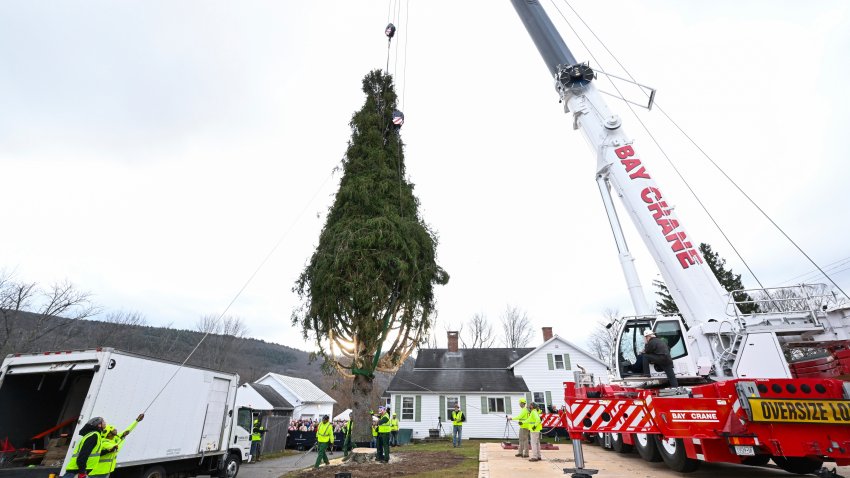 IMAGE DISTRIBUTED FOR TISHMAN SPEYER – This year’s Rockefeller Center Christmas Tree, a 74-foot tall, 11-ton Norway Spruce, that has been wrapped for transport, is craned onto a flatbed truck, Thursday, Nov. 7, 2024, in West Stockbridge, MA. The wrapped tree will be brought into New York City and raised into place at Rockefeller Center on Saturday, Nov. 9. (Diane Bondareff/AP Content Services for Tishman Speyer)