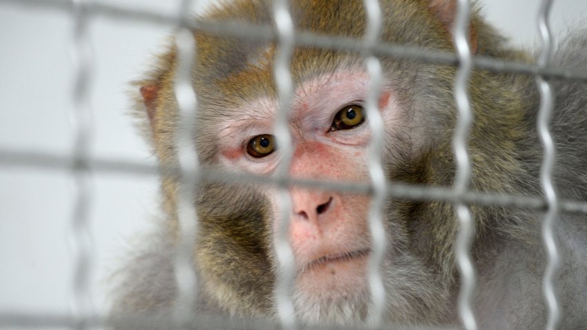 A Rhesus macaque