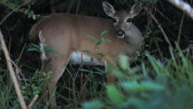 BIG TORCH KEY, FLORIDA - OCTOBER 26: A Key deer is seen on October 26, 2019 in Big Torch Key, Florida.  The Key deer is vulnerable to habitat loss as researchers predict that the sea level will continue to rise due to various factors that include global warming. (Photo by Joe Raedle/Getty Images)