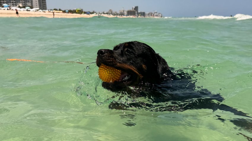 Dog swims in Atlantic Ocean in Miami Beach, United States on May 9, 2024. (Photo by Jakub Porzycki/NurPhoto via Getty Images)