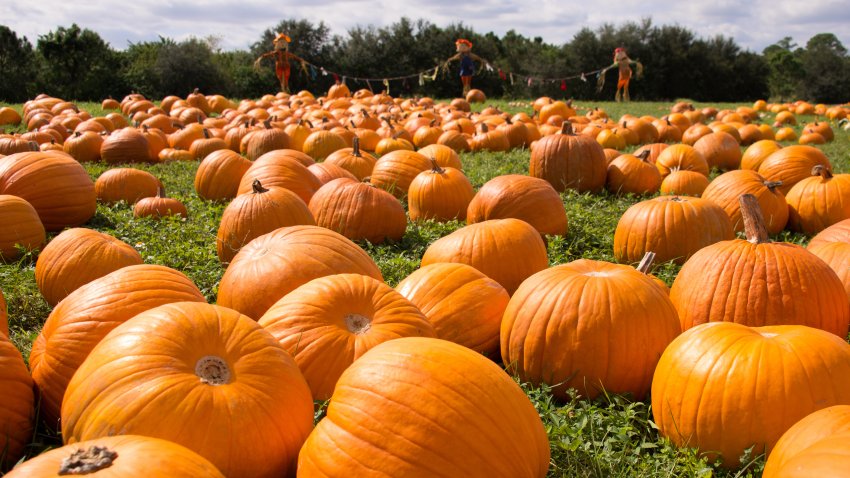 Florida pumpkin patch with mock scarecrows.