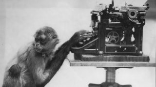 A monkey with a typewriter.