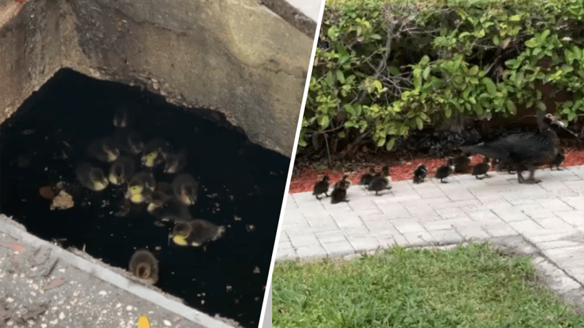 It was a lucky day for a dozen ducklings in Fort Lauderdale that wound up in a storm drain Tuesday.