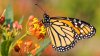 US to add the monarch butterfly to threatened species list 