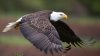 The bald eagle officially becomes America's national bird as Biden signs bill into law