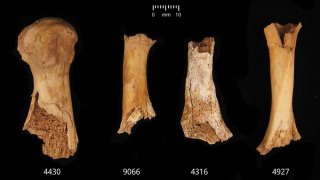 Bone samples from metatarsals and clavicles showing damage attributed to possible human chewing